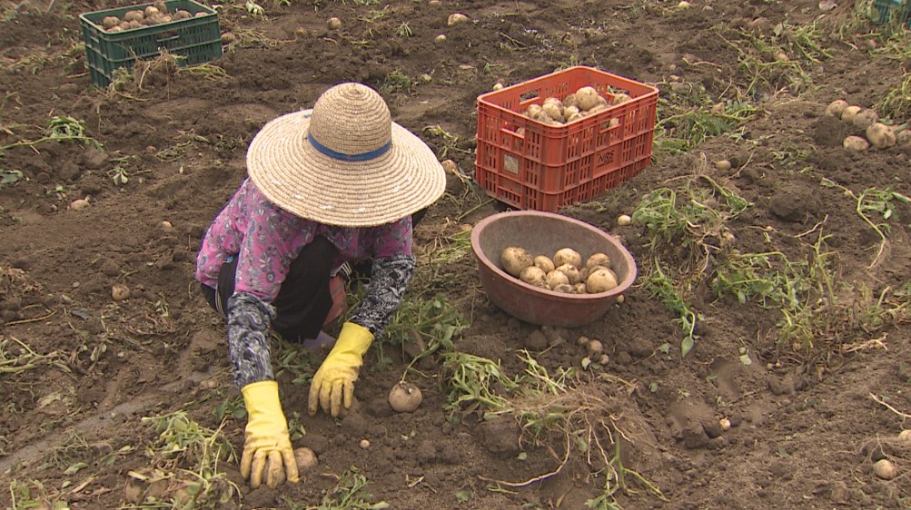 <아하 ‘강원’> 강원도 최적 음식 ‘감자’