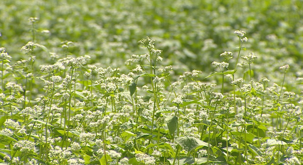 <아하 ‘강원’> 메밀 “구황 작물에서 강원 식문화의 근간으로”